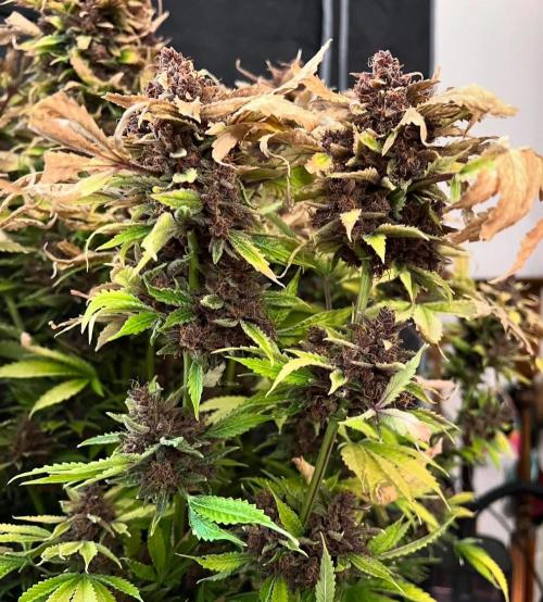 Strawberry Nuggets by Mephisto Genetics. Week 15