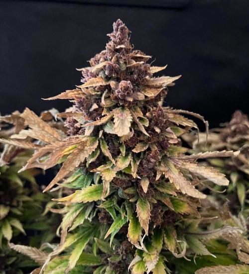 Strawberry Nuggets by Mephisto Genetics. Week 15