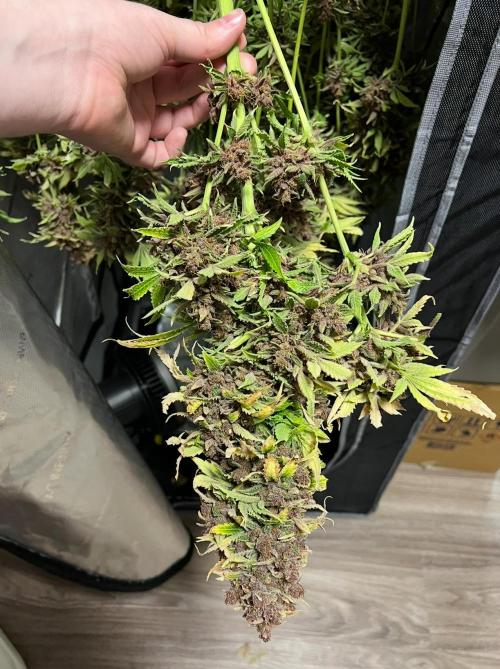 Strawberry Nuggets by Mephisto Genetics. Week 15