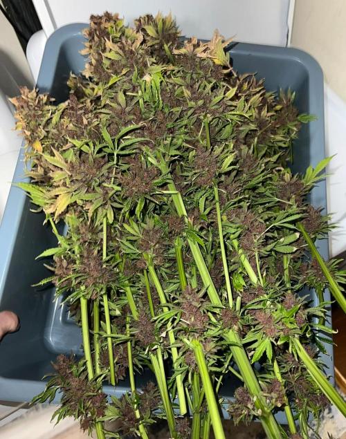 Strawberry Nuggets by Mephisto Genetics. Week 15