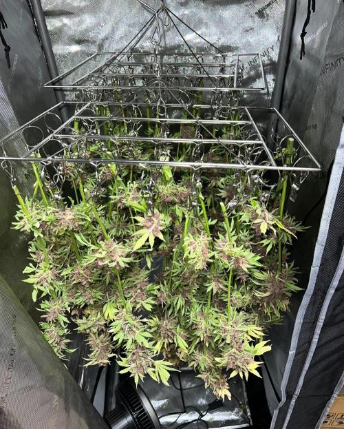 Strawberry Nuggets by Mephisto Genetics. Week 15