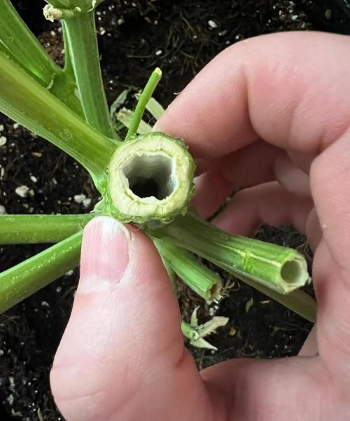Strawberry Nuggets by Mephisto Genetics. Week 15
