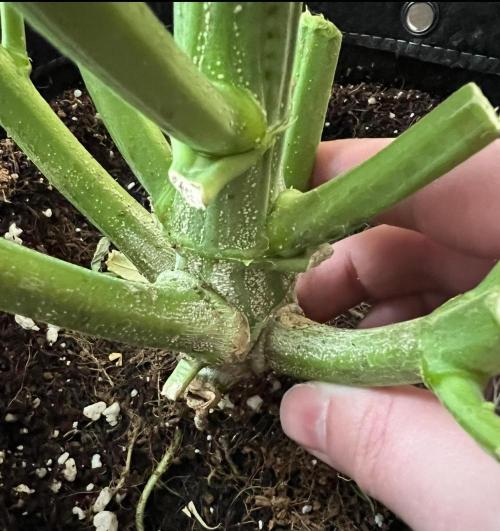 Strawberry Nuggets by Mephisto Genetics. Week 15