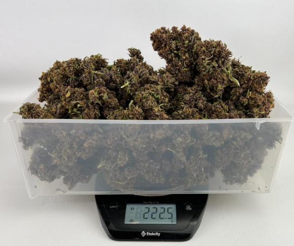 Strawberry Nuggets by Mephisto Genetics. Week 15