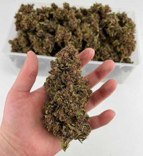 Strawberry Nuggets by Mephisto Genetics. Week 15