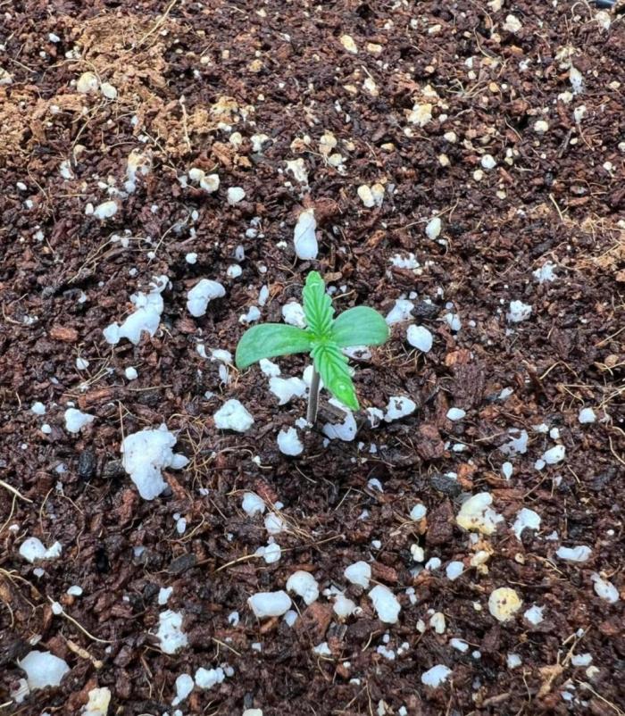 Mango Stick by Laughing Hyena Seeds. Week 0