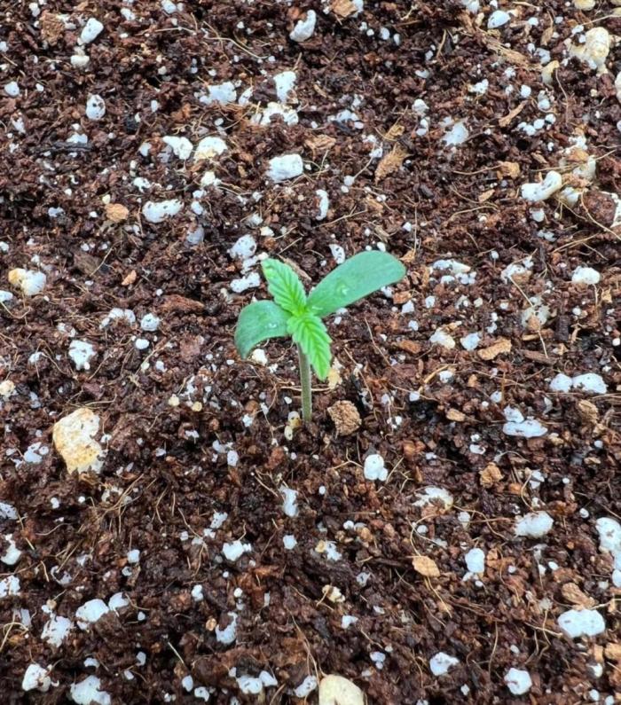 Lil’MOBstar by Laughing Hyena Seeds. Week 0
