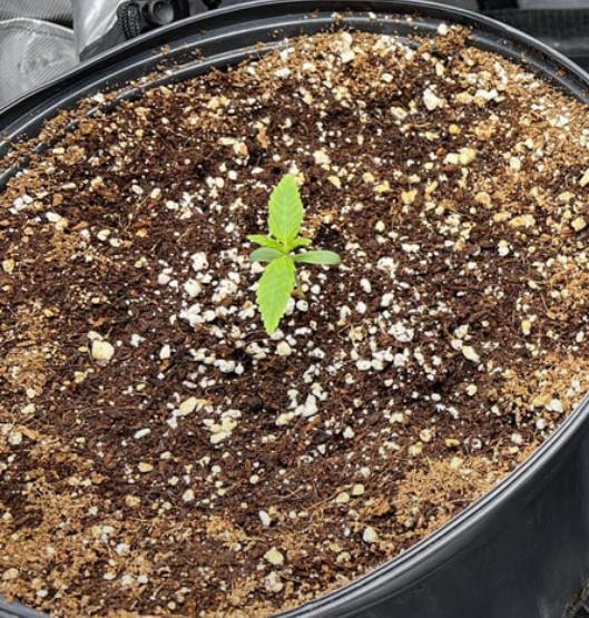 Mango Stick by Laughing Hyena Seeds. Week 1