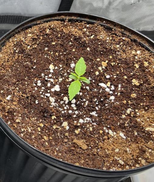 Lil’MOBstar by Laughing Hyena Seeds. Week 1