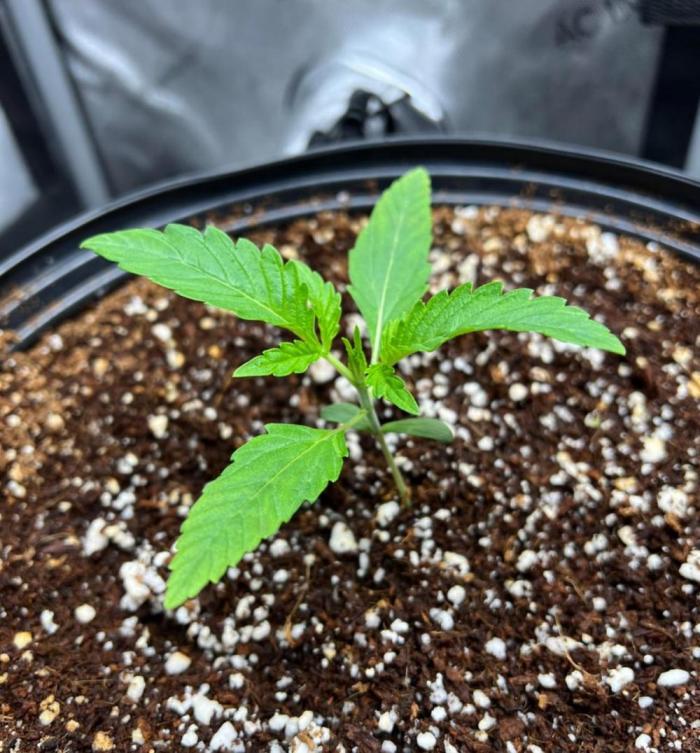 Mango Stick by Laughing Hyena Seeds. Week 2