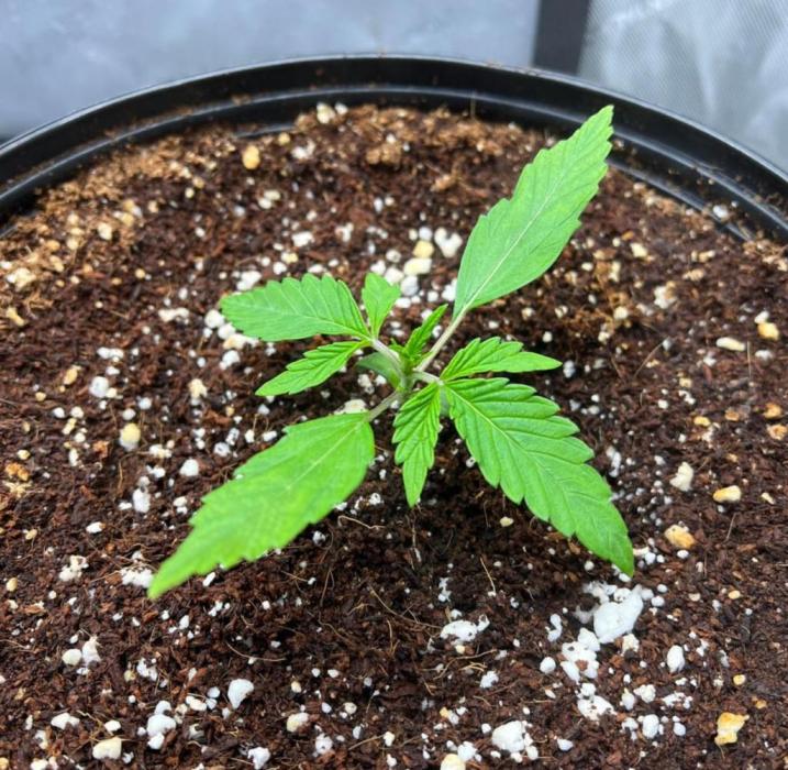 Lil’MOBstar by Laughing Hyena Seeds. Week 2