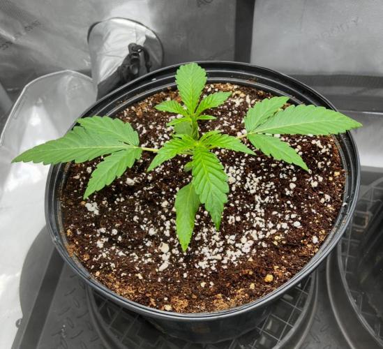 Lil’MOBstar by Laughing Hyena Seeds. Week 3