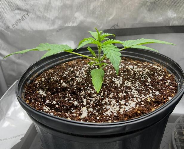 Lil’MOBstar by Laughing Hyena Seeds. Week 3