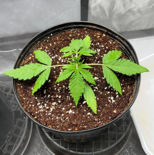 Mango Stick by Laughing Hyena Seeds. Week 3