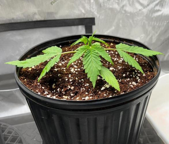 Mango Stick by Laughing Hyena Seeds. Week 3
