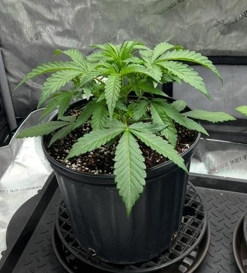 Lil’MOBstar by Laughing Hyena Seeds. Week 4