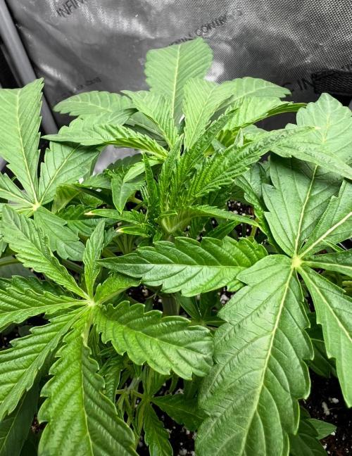 Lil’MOBstar by Laughing Hyena Seeds. Week 4