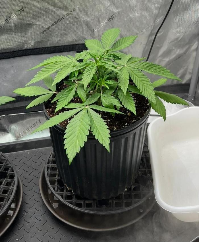 Mango Stick by Laughing Hyena Seeds. Week 4