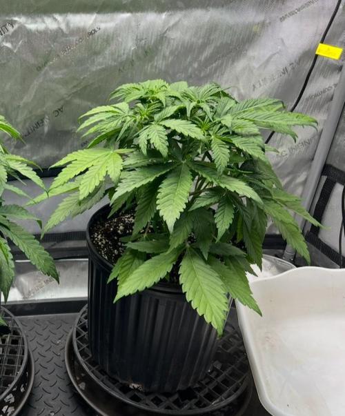 Mango Stick by Laughing Hyena Seeds. Week 5