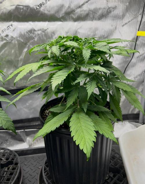 Mango Stick by Laughing Hyena Seeds. Week 5