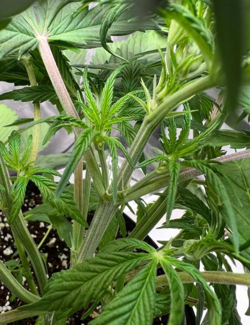 Mango Stick by Laughing Hyena Seeds. Week 5