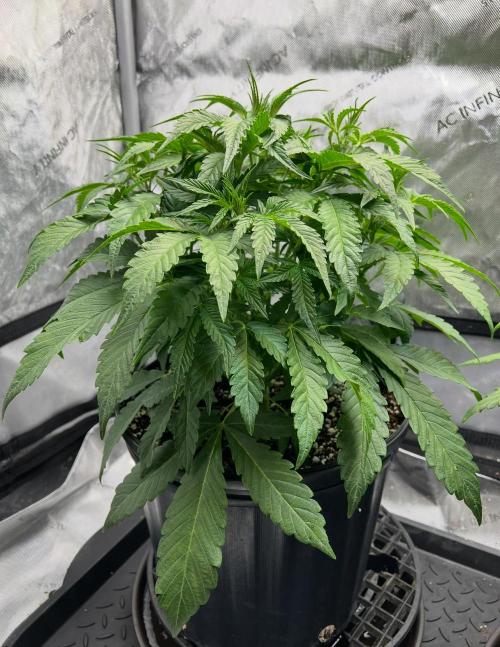 Lil’MOBstar by Laughing Hyena Seeds. Week 5