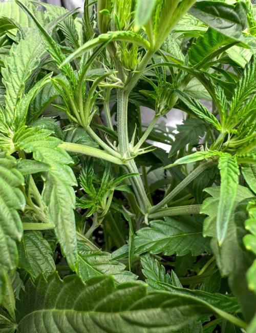 Lil’MOBstar by Laughing Hyena Seeds. Week 5