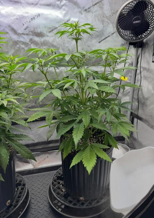 Mango Stick by Laughing Hyena Seeds. Week 6