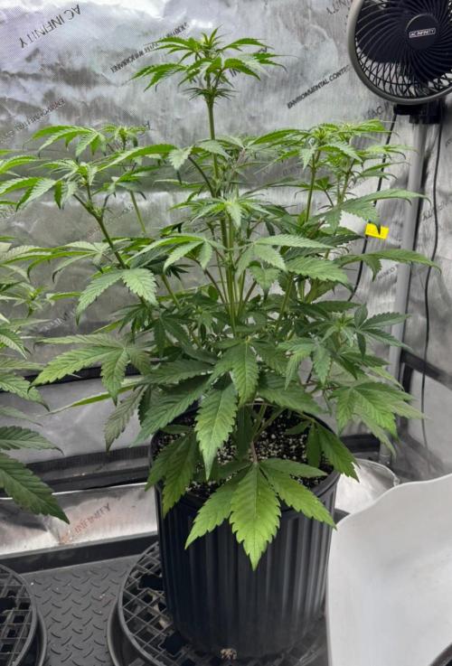 Mango Stick by Laughing Hyena Seeds. Week 6