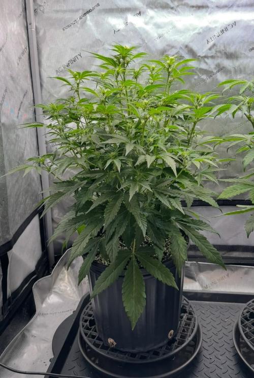 Lil’MOBstar by Laughing Hyena Seeds. Week 6