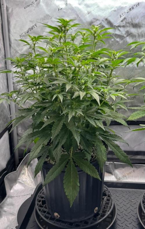 Lil’MOBstar by Laughing Hyena Seeds. Week 6