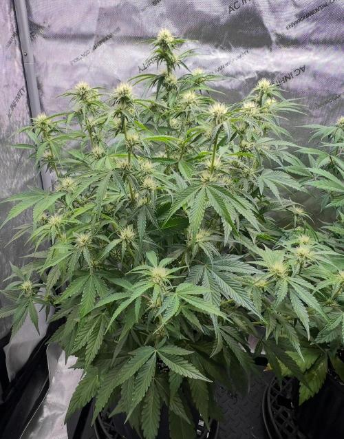 Lil’MOBstar by Laughing Hyena Seeds. Week 7