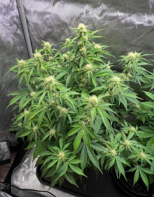 Lil’MOBstar by Laughing Hyena Seeds. Week 7