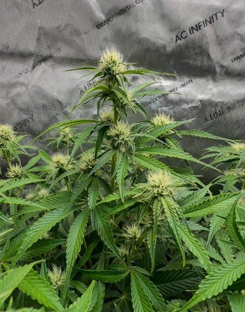 Lil’MOBstar by Laughing Hyena Seeds. Week 7