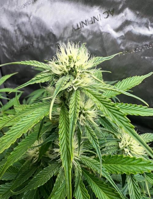 Lil’MOBstar by Laughing Hyena Seeds. Week 7