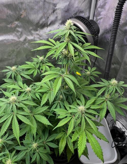 Mango Stick by Laughing Hyena Seeds. Week 7
