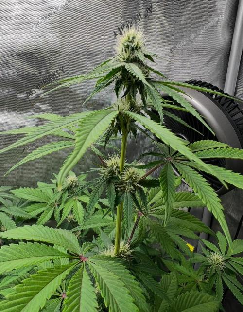Mango Stick by Laughing Hyena Seeds. Week 7