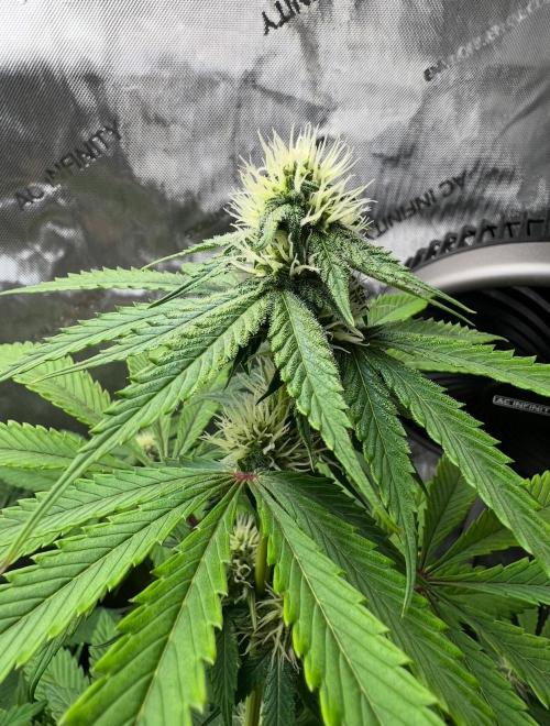 Mango Stick by Laughing Hyena Seeds. Week 7