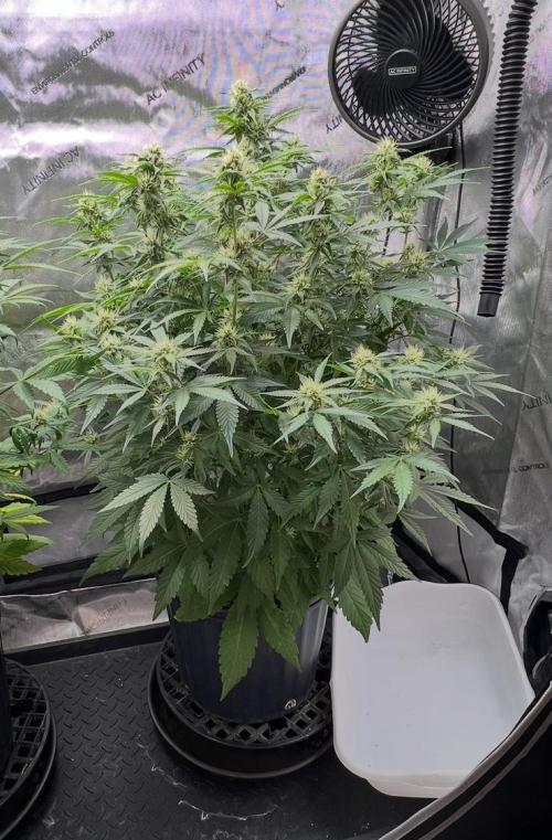 Lil’MOBstar by Laughing Hyena Seeds. Week 8