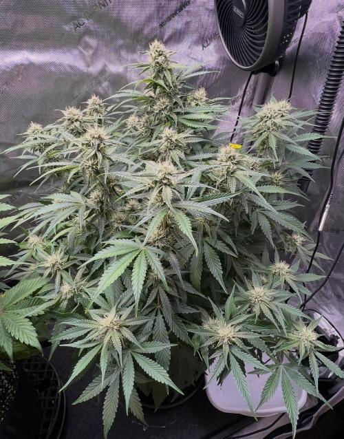 Lil’MOBstar by Laughing Hyena Seeds. Week 8