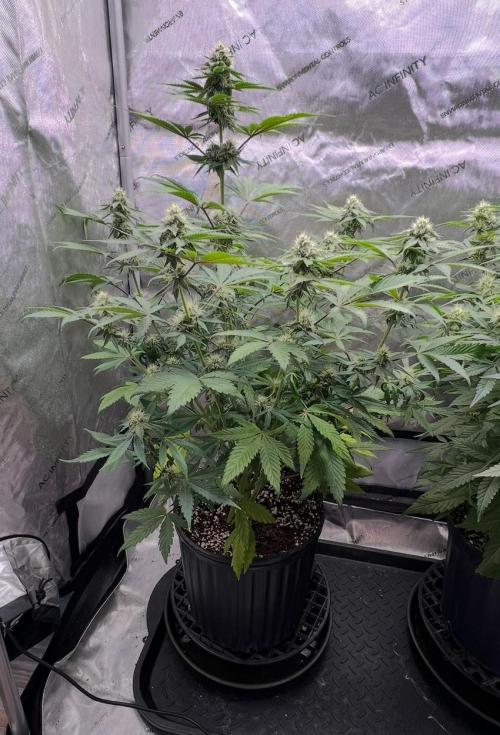 Mango Stick by Laughing Hyena Seeds. Week 8