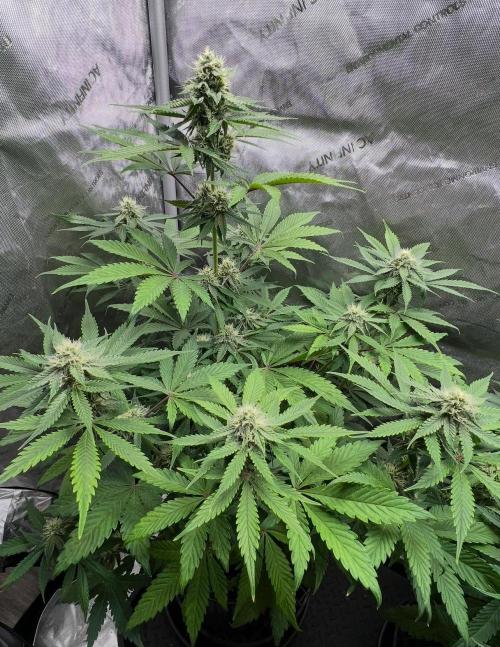 Mango Stick by Laughing Hyena Seeds. Week 8