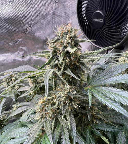 Lil’MOBstar by Laughing Hyena Seeds. Week 9