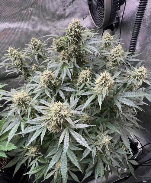 Lil’MOBstar by Laughing Hyena Seeds. Week 9