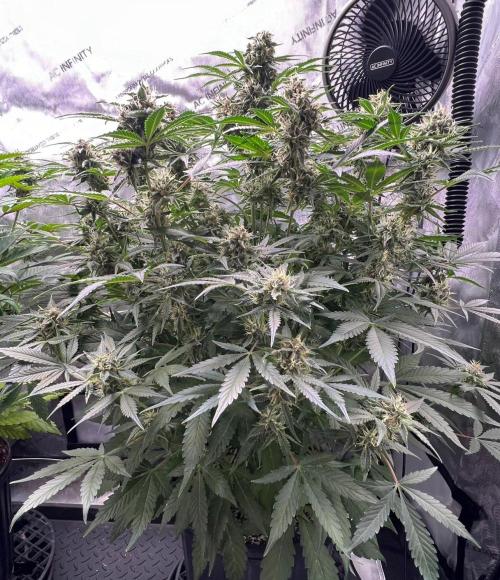 Lil’MOBstar by Laughing Hyena Seeds. Week 9