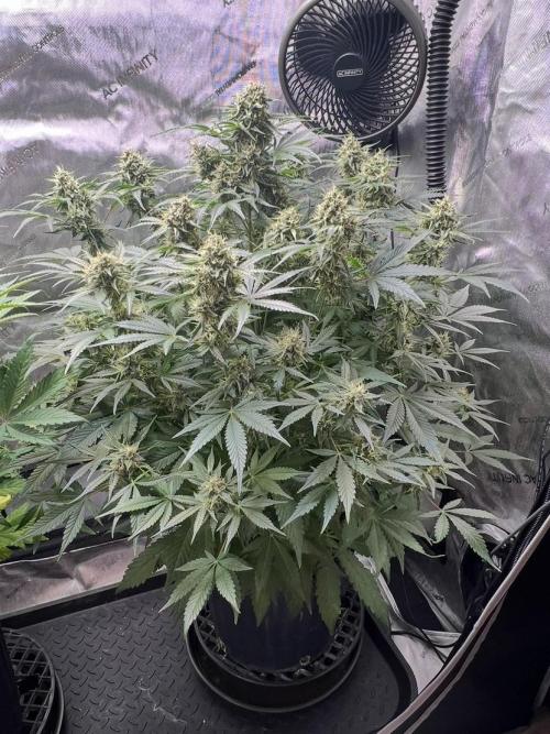 Lil’MOBstar by Laughing Hyena Seeds. Week 9