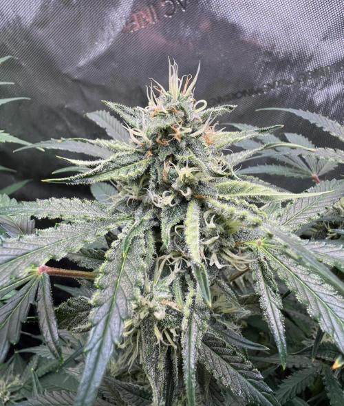 Mango Stick by Laughing Hyena Seeds. Week 9