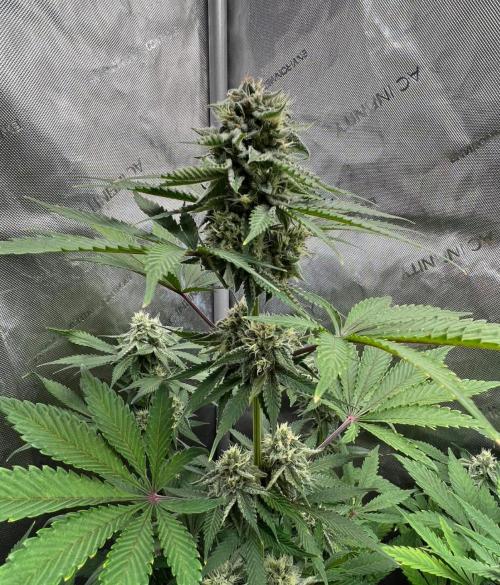 Mango Stick by Laughing Hyena Seeds. Week 9