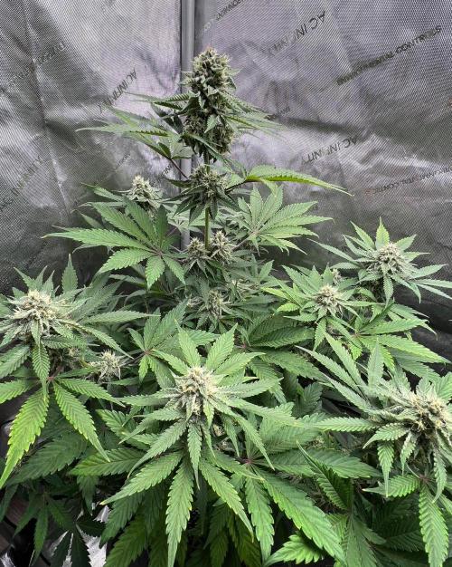 Mango Stick by Laughing Hyena Seeds. Week 9