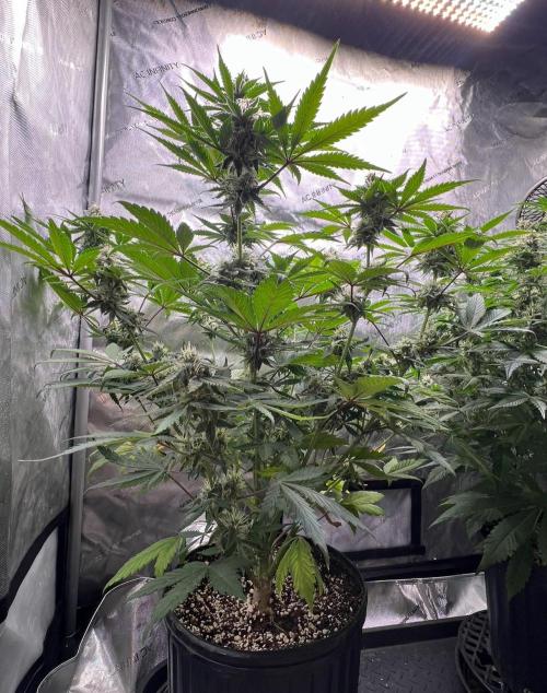 Mango Stick by Laughing Hyena Seeds. Week 9